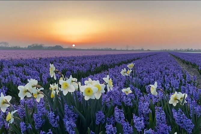Early Flower fields with Lunch & Windmill Guided Day Tour - Who This Tour Fits Best (And Who Might Want a Different Day)