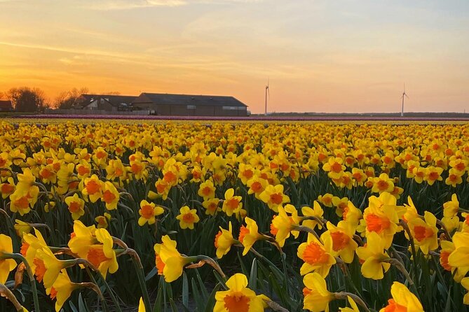Early Flower fields with Lunch & Windmill Guided Day Tour - Venhuizen Early Flower Fields: Short Time, Big Payoff