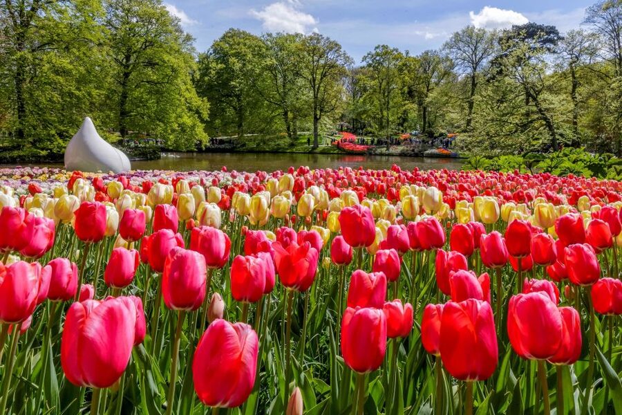 From Amsterdam: Keukenhof and Dutch Countryside Tour - Key things to know before you go