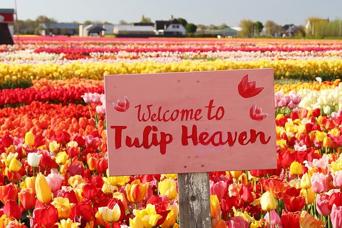 From Amsterdam: Keukenhof and Tulip Experience Tour - A 6.5-hour coach day that makes spring doable