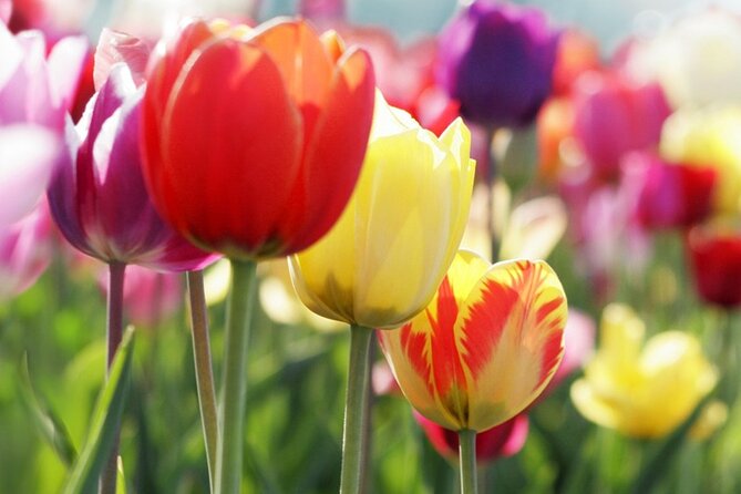 From Amsterdam: Keukenhof and Tulip Experience Tour - Should you book this Keukenhof and Tulip Experience Tour?