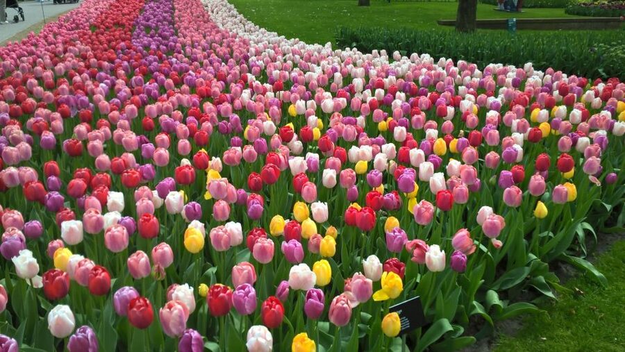 From Amsterdam: Keukenhof and Zaanse Schans Small Group Tour - A small-group Holland sampler that actually fits in one day