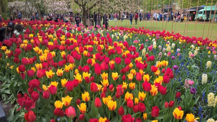 From Amsterdam: Keukenhof and Zaanse Schans Small Group Tour - How the timing feels across the full 8 hours