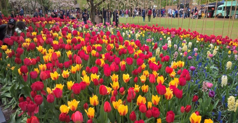 From Amsterdam: Keukenhof and Zaanse Schans Small Group Tour - Where you meet, how the ride works, and why the bus matters