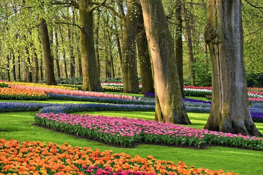 From Amsterdam: Keukenhof Gardens and Giethoorn Tour - Keukenhof Gardens and Flower Power: How to Enjoy 32 Hectares in Two Hours