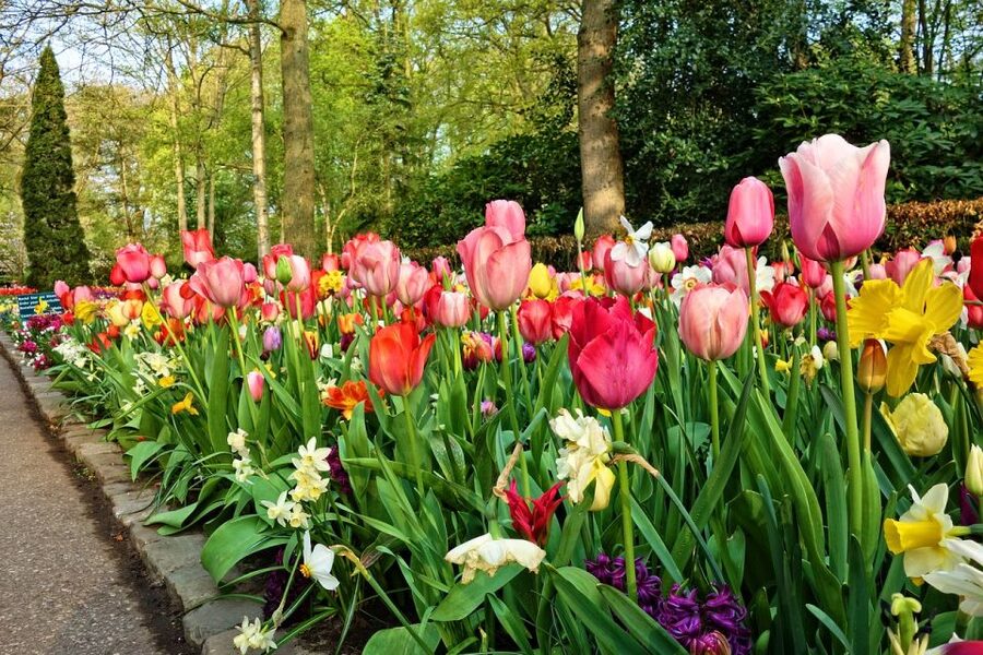 From Amsterdam: Keukenhof Gardens and Giethoorn Tour - Who This Tour Suits Most (And Who Might Prefer Something Else)