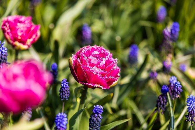 From Amsterdam: Keukenhof Gardens Ticket and Transfer - Price and Value: What You’re Really Paying For