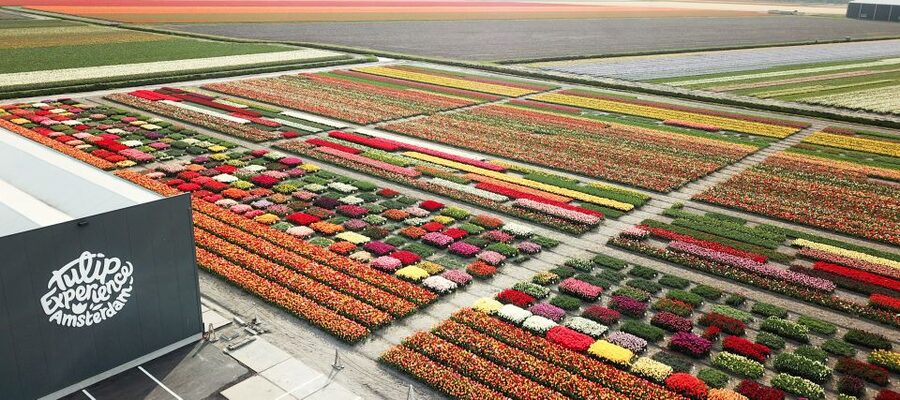 From Amsterdam: Keukenhof Gardens & Tulip Experience Tour - Should you book this tour or not?