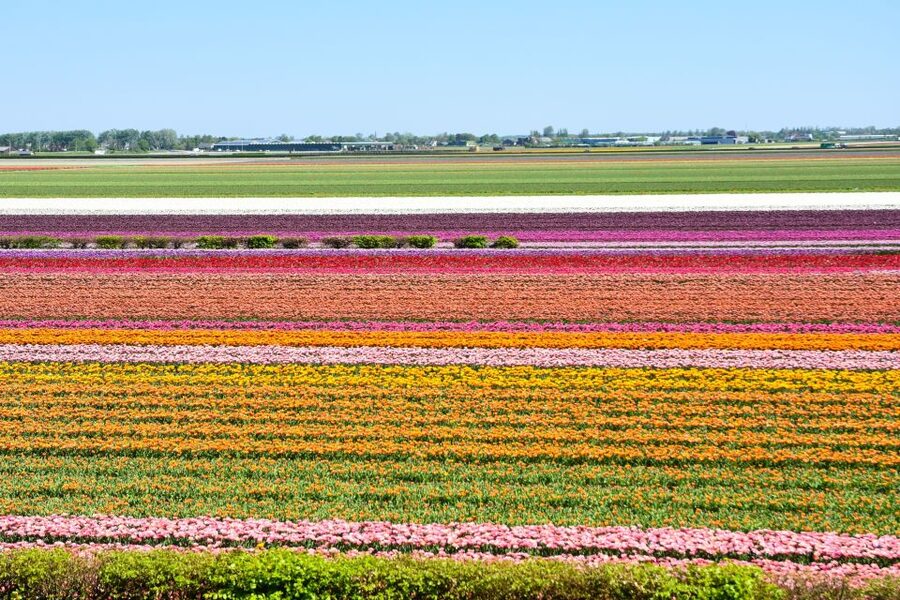 From Amsterdam: Keukenhof Gardens & Tulip Experience Tour - Keukenhof and Tulip Experience, why this order matters from Amsterdam