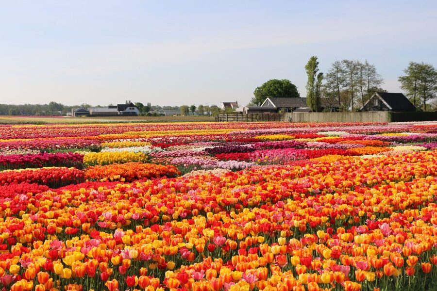 From Amsterdam: Keukenhof Gardens & Tulip Experience Tour - Tulip Experience Amsterdam: indoor tulip history plus field photo freedom