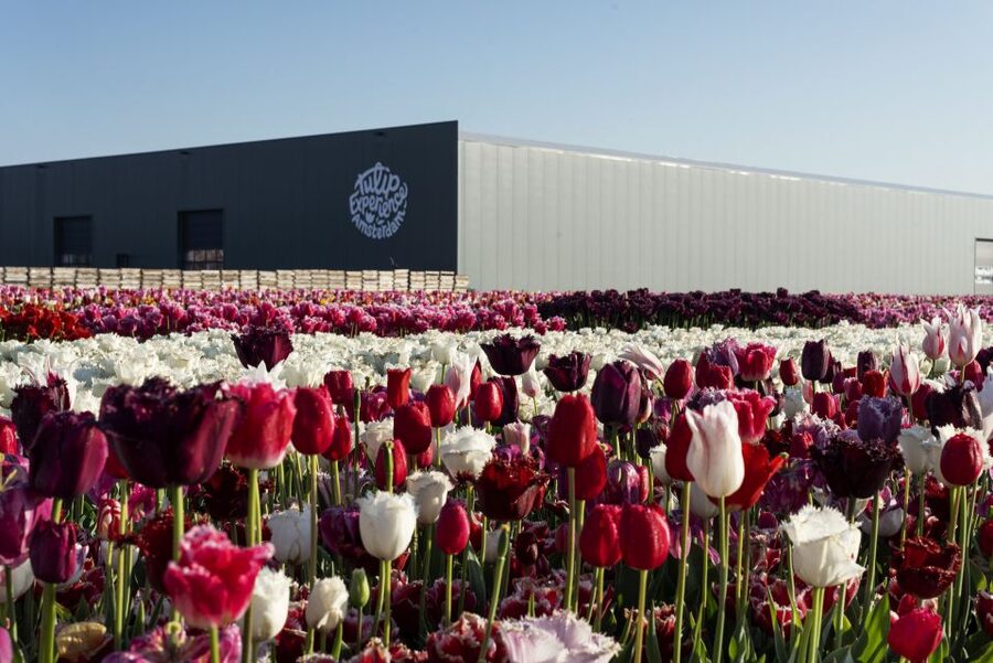 From Amsterdam: Keukenhof Gardens & Tulip Experience Tour - Timing, crowds, and weather: how to get better photos anyway