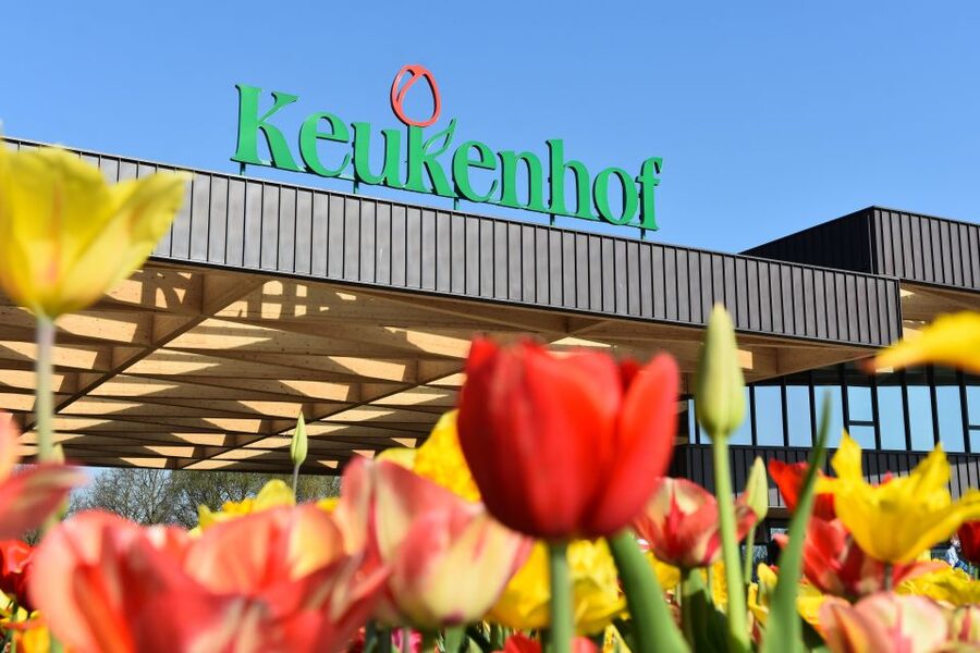 From Amsterdam: Keukenhof Gardens & Tulip Experience Tour - Who should book this Keukenhof from Amsterdam tour