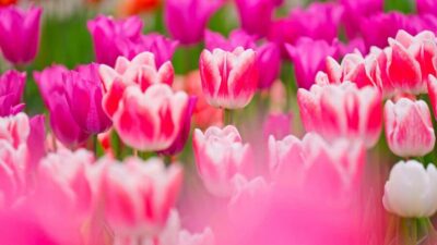 Keukenhof Ticket with Transfer