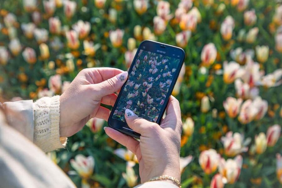 From Amsterdam: Keukenhof Ticket with Transfer - Price and value: why $41 can make sense in tulip season