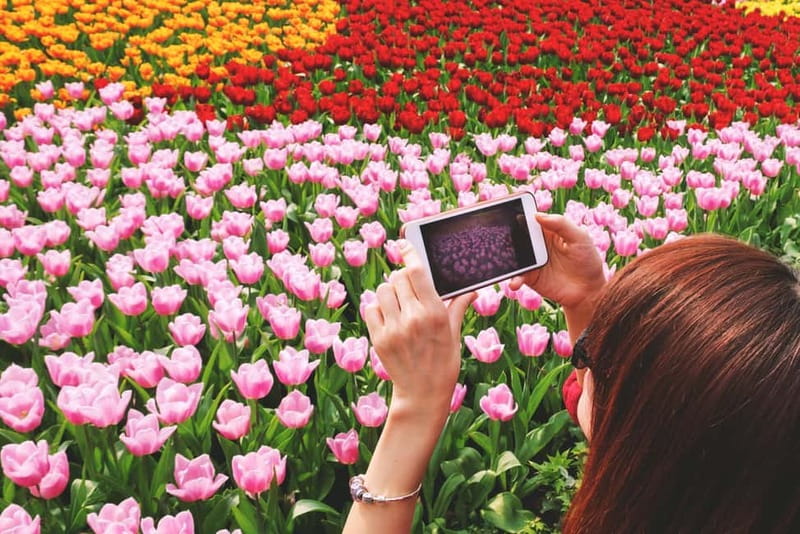 From Amsterdam: Keukenhof Tulips, Windmills & Volendam - Key points before you go