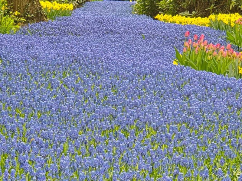 From Amsterdam: Keukenhof Tulips, Windmills & Volendam - Zaanse Schans windmills: the smart timing that makes photos easier