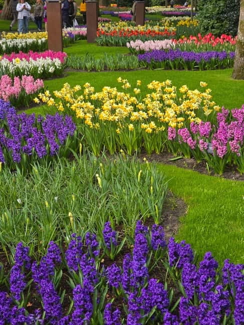 From Amsterdam: Keukenhof Tulips, Windmills & Volendam - The Antonis storytelling method, maps, VR, and conversation on wheels