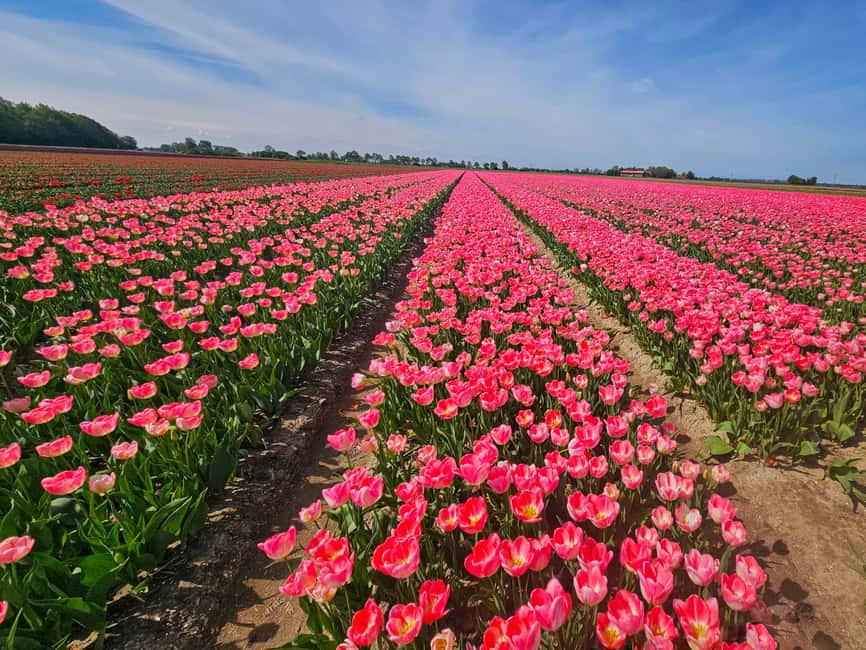From Amsterdam: Small Group Keukenhof & City Tour Delft - Key highlights worth the attention