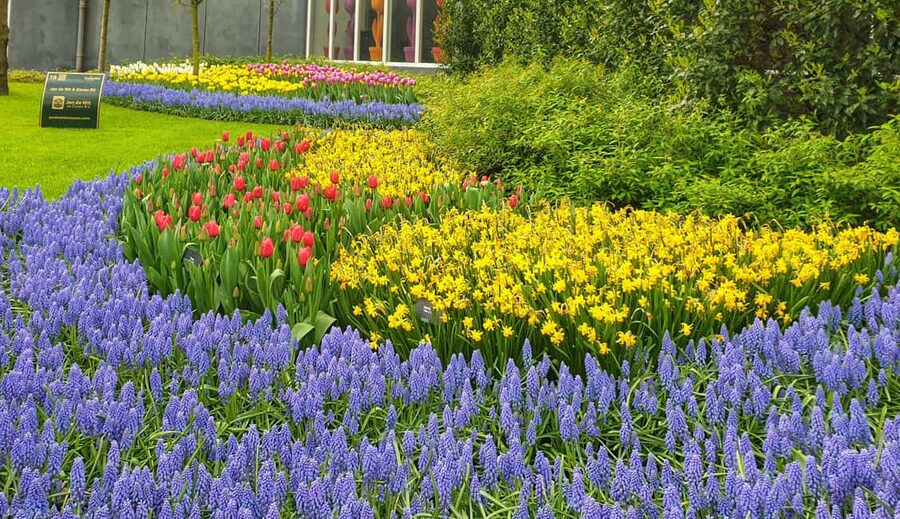 From Amsterdam: Small Group Keukenhof & City Tour Delft - Tulip field bonus: what the narrow-path drive adds