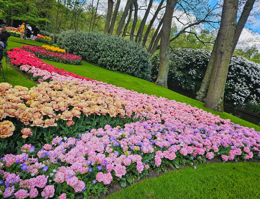 From Amsterdam: Small Group Keukenhof & City Tour Delft - Delft arrival: a medieval canal city built for walking