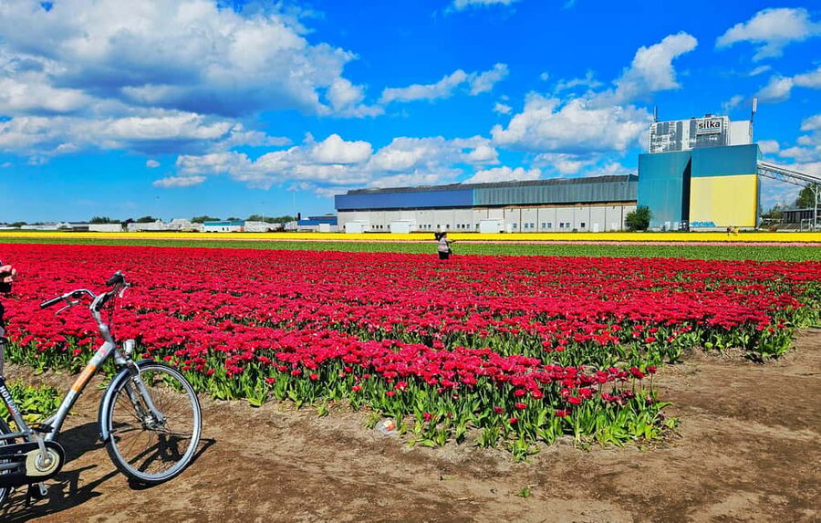 From Amsterdam: Small Group Keukenhof & City Tour Delft - Short stops on the return: Vermeer and church photo moments