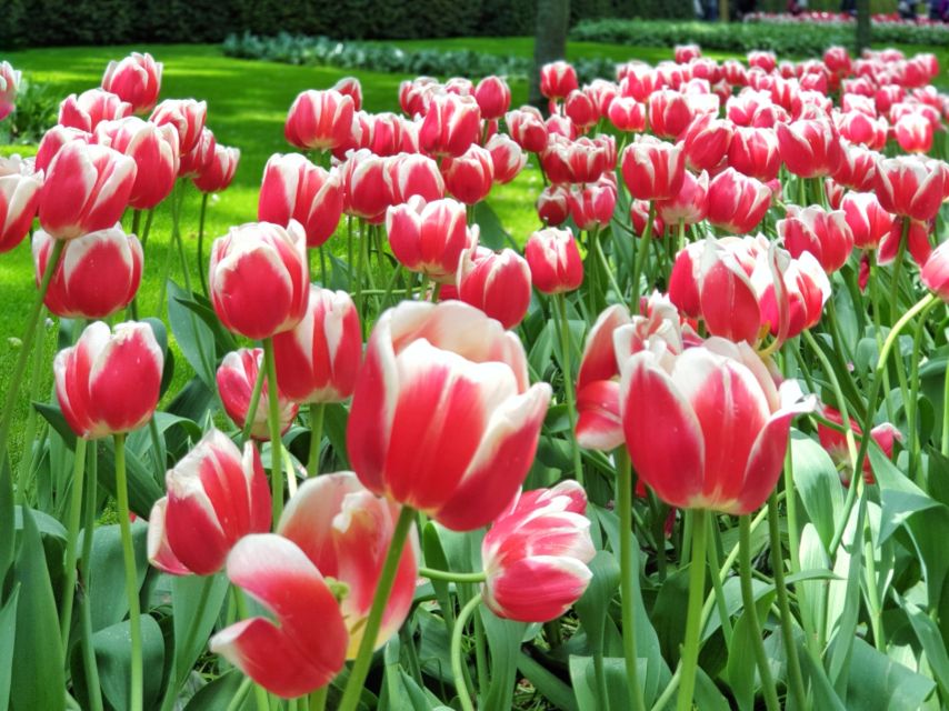 From Amsterdam: Small Group Keukenhof & City Tour Delft - Keukenhof Gardens morning: guided themes, photo stops, and real flower power