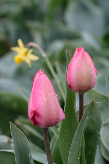 From Amsterdam: Tulip Fields of Holland Tour - A half-day that feels more like countryside time than a checklist