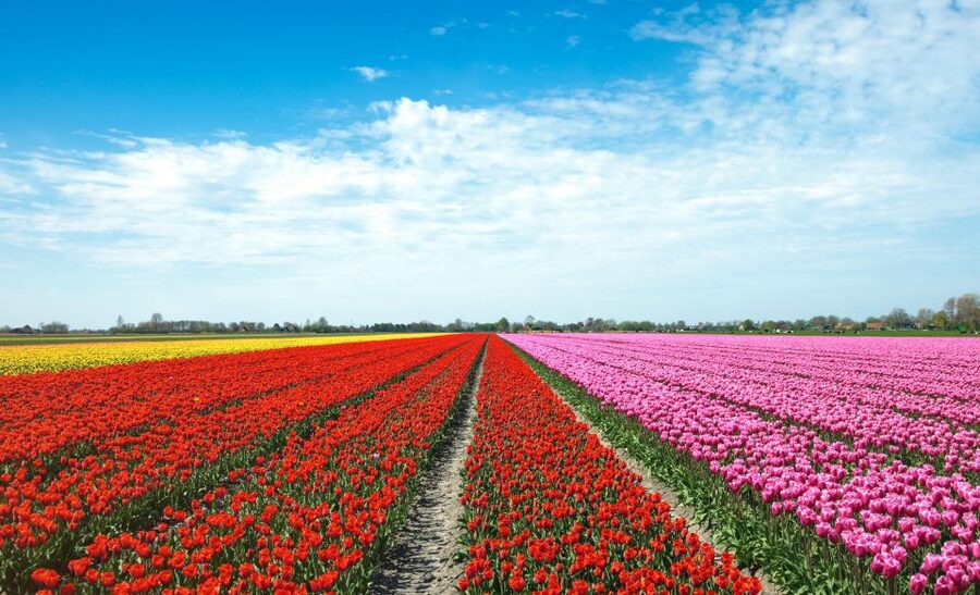 From Amsterdam: Tulip Fields of Holland Tour - The drive west to Lisse: photo stops on rural roads