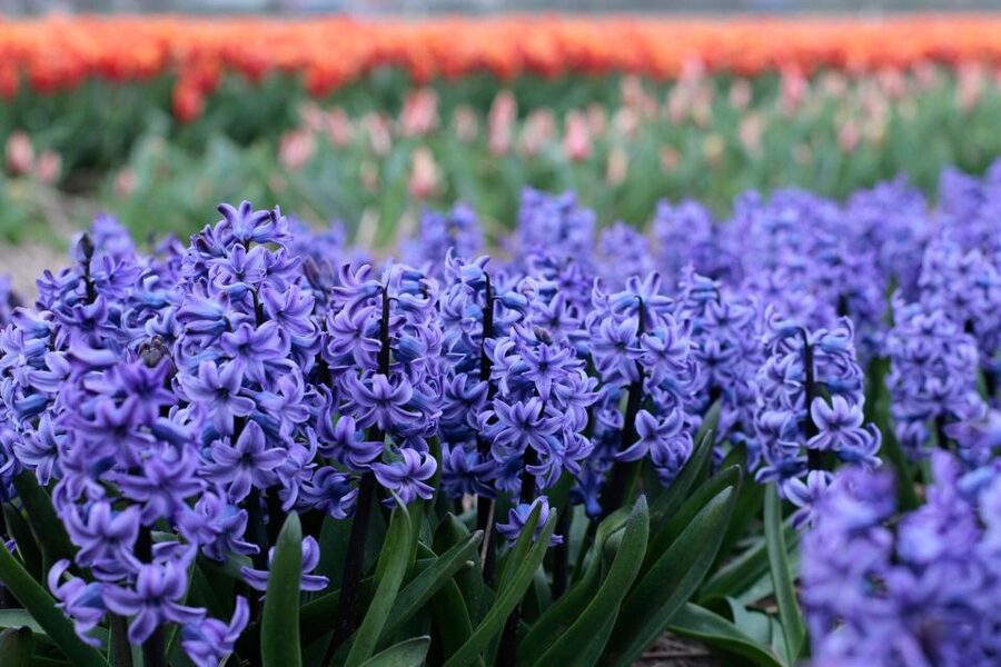From Amsterdam: Tulip Fields of Holland Tour - De Tulperij in Voorhout: your Dutch apple pie reset