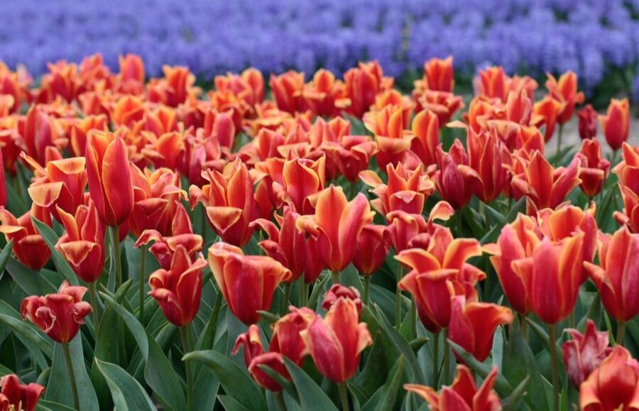 From Amsterdam: Tulip Fields of Holland Tour - What you actually see: hyacinths, daffodils, tulips, and the March-April cycle
