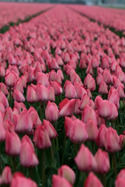 From Amsterdam: Tulip Fields of Holland Tour - About the guide: Leander makes the difference