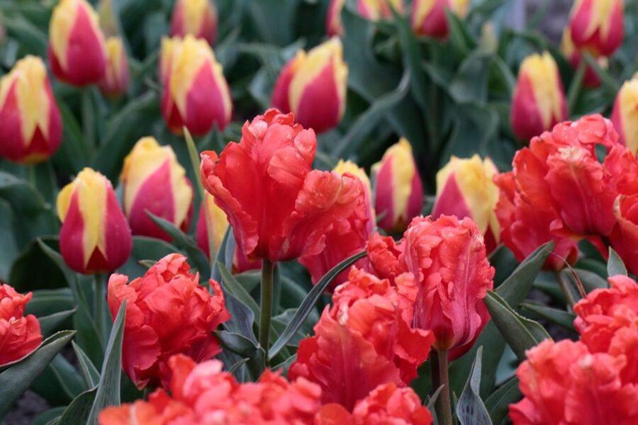 From Amsterdam: Tulip Fields of Holland Tour - Price and value: is $200 per person worth it?