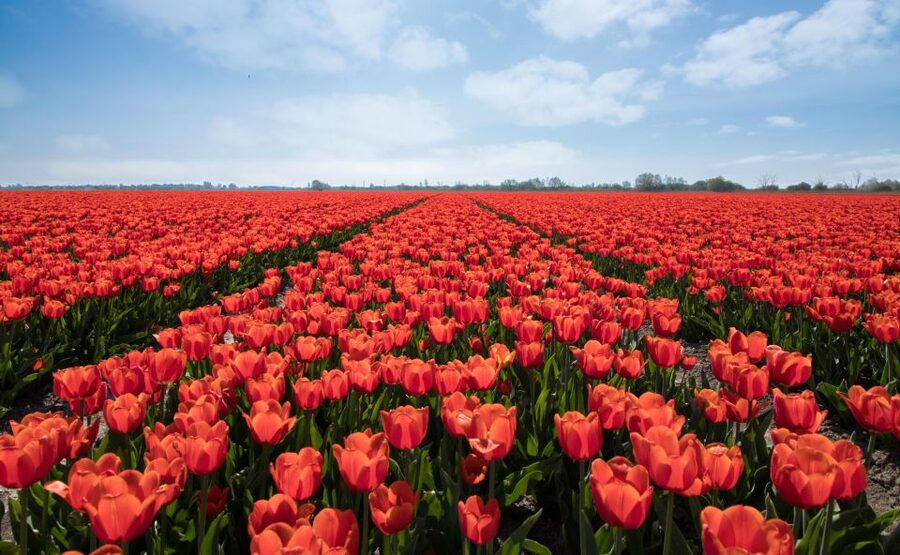 From Amsterdam: Tulip Fields of Holland Tour - Who this tour fits best, and who might want a different plan