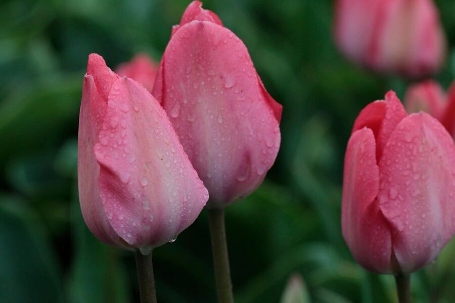 From Amsterdam: Tulip Fields of Holland Tour - Getting to the start: Lot61 under Hilton Double Tree, plus Oosterdokskade 4