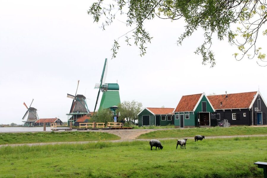 From Amsterdam: Windmills of Zaanse Schans Tour - 2.5 Hours of Free Time in Zaanse Schans