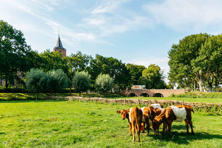 From Amsterdam: Zaanse Schans, Edam, Volendam & Marken - Volendam farm demos: Gouda, Edam, and the real cheese process