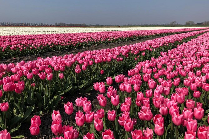 Full day tour to Texel - Friesian Islands - from Amsterdam - From De Ruijterkade to the Wadden Sea Ferry Transfer