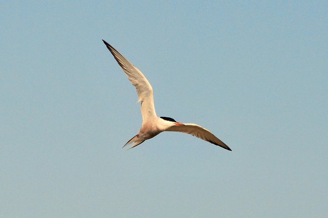 Full day tour to Texel - Friesian Islands - from Amsterdam - Your Five Hours on Texel: Villages, Dunes, and Nature Reserves