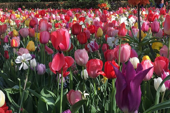 Half Day Keukenhof Tulip Paradise Trip from Amsterdam - Key points that matter before you go