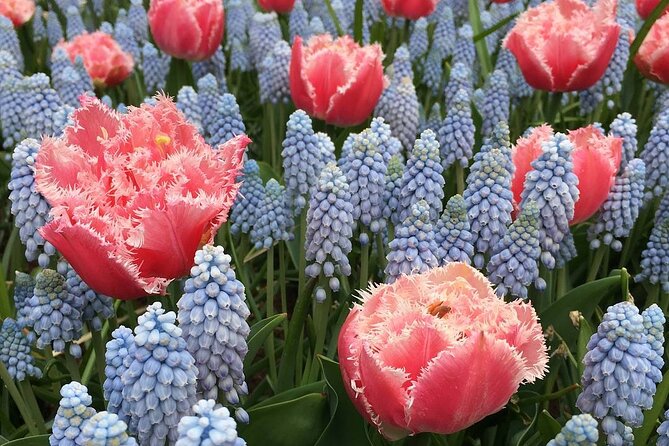 Half Day Keukenhof Tulip Paradise Trip from Amsterdam - Meeting at Paulus Potterstraat 7 and getting rolling
