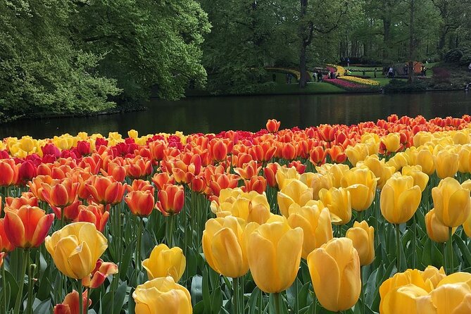 Half Day Keukenhof Tulip Paradise Trip from Amsterdam - Tulip farm time and bulb shopping you can actually use