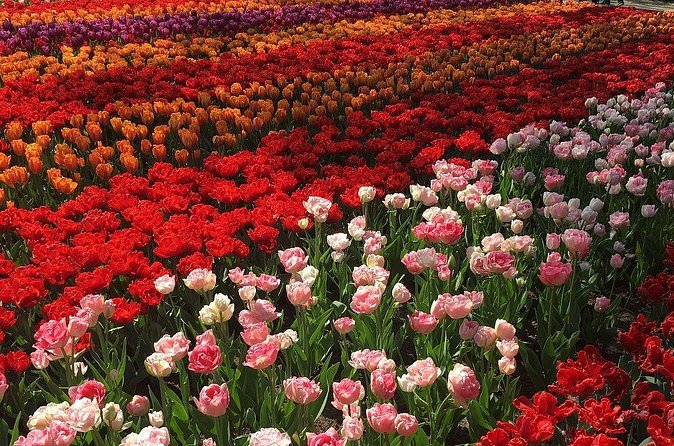 Half Day Keukenhof Tulip Paradise Trip from Amsterdam - Price and value: what $277.05 covers and what it does not