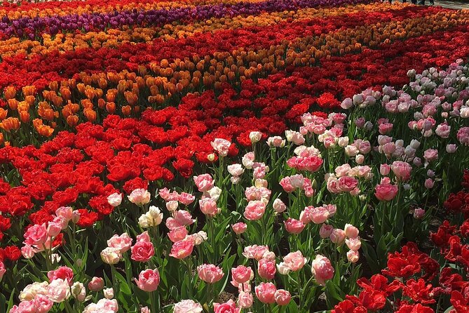 Half Day Keukenhof Tulip Paradise Trip from Amsterdam - Who this Keukenhof tulip paradise trip suits best