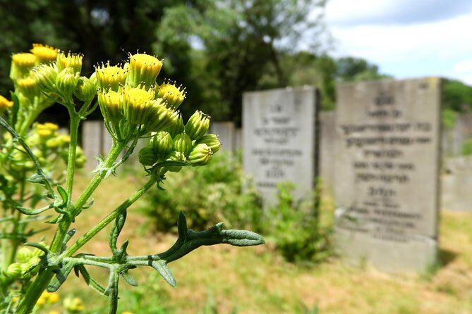 Hardships of the Past Amsterdam WW2 Private Walking Tour - Price and value: is $444.34 per person worth it?