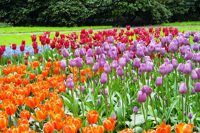 Keukenhof and Flower Fields Private Tour from Amsterdam - Key moments that make this tour worth considering