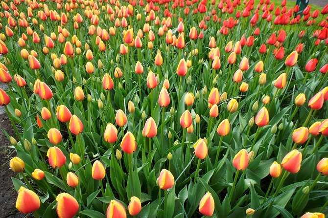 Keukenhof Private Floral Tour from Amsterdam - Price and Value: How the €21 Keukenhof Ticket Fits In