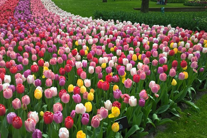 Keukenhof's Tulips and Windmills Small-Group Tour from Amsterdam - How the day starts at LOT61 and gets you to Zaanse Schans fast