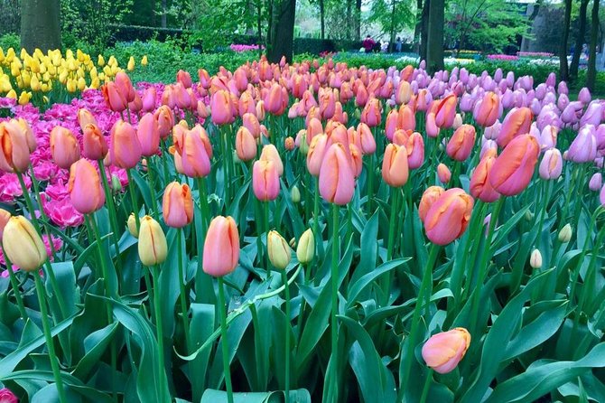 Keukenhof's Tulips and Windmills Small-Group Tour from Amsterdam - Molen De Kat windmill: go inside, climb, and see the work