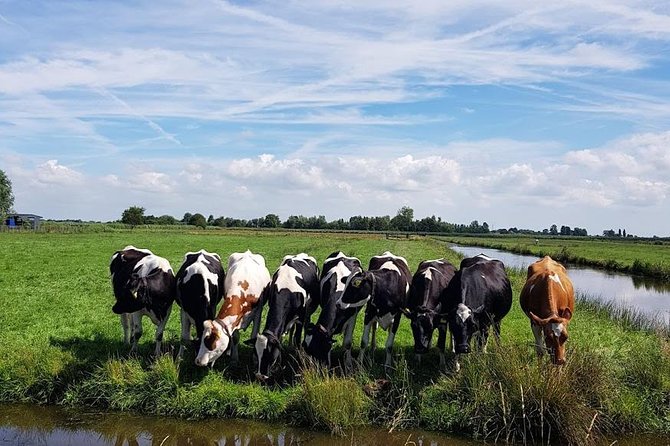 Keukenhof Skip-the-line Tickets: Countryside & Farm Private Tour - Jacobs Hoeve Cheese Farm by Henri Willig: the tasting stop
