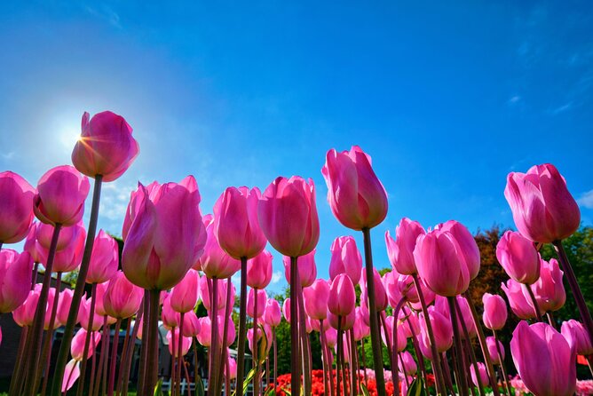 Keukenhof Tulip Garden Tour - Key Things I’d Mark on Your Map